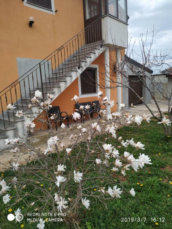 Apartment Dorina Buje Dış mekan fotoğraf